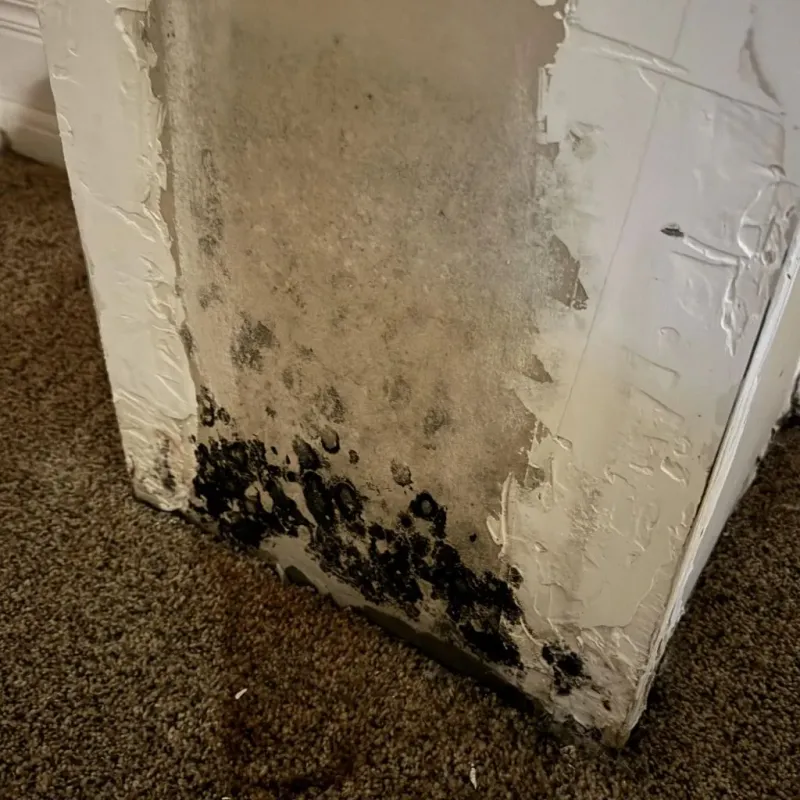 Professional Mold Removal in Crawford County, MO